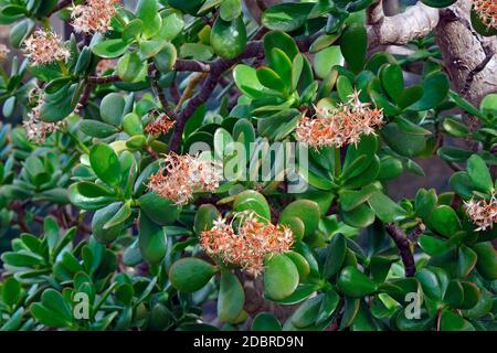 Jade plant (Crassula ovata). Called Friendship tree, Lucky plant and Money tree also Stock Photo