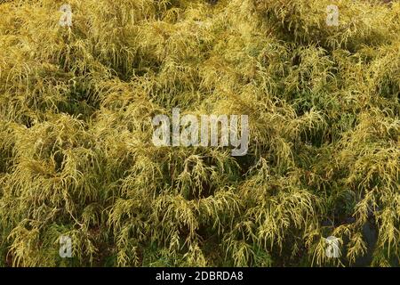 Gold dwarf threadleaf false cypress (Chamaecyparis pisifera Filifera Aurea Nana) Stock Photo