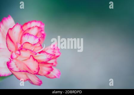 floral background of multi-colored flowers . Beautiful bouquet of carnation. colorful carnation. Orange carnations and yellow gerbera are blooming in Stock Photo