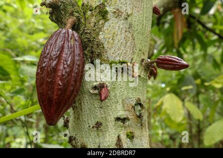 Ripe cacao fruit. Brown Cocoa pods grow on the tree. The cocoa tree Theobroma cacao with fruits. Close up of cacao pods growing on a trunk of their tr Stock Photo