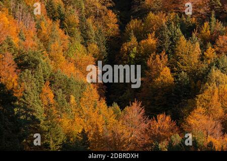 Beech forest and other trees with autumn colors in the Selva de Oza, Aragonese Pyrenees. Hecho and Anso, Huesca, Spain. Stock Photo