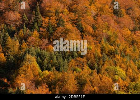 Beech forest and other trees with autumn colors in the Selva de Oza, Aragonese Pyrenees. Hecho and Anso, Huesca, Spain. Stock Photo