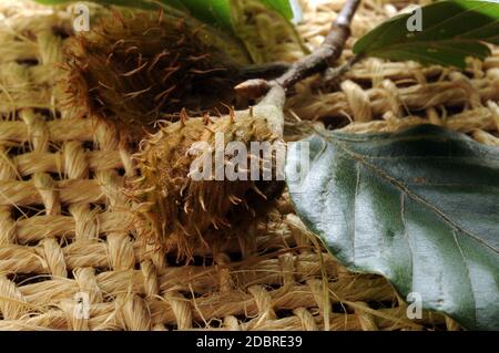 Beech seeds on the branch Stock Photo