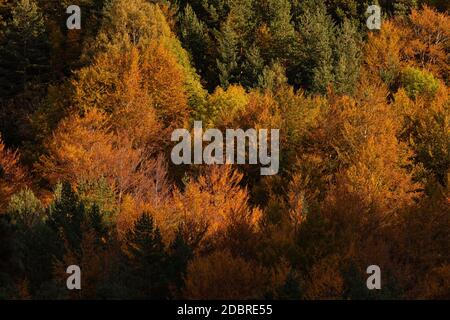 Beech forest and other trees with autumn colors in the Selva de Oza, Aragonese Pyrenees. Hecho and Anso, Huesca, Spain. Stock Photo