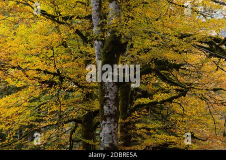 Beech forest and other trees with autumn colors in the Selva de Oza, Aragonese Pyrenees. Hecho and Anso, Huesca, Spain. Stock Photo