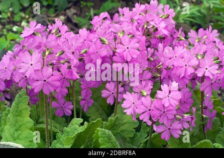 Japanese primrose (Primula sieboldii). Called  Asiatic primrose and Cortusoides primula also Stock Photo