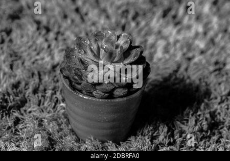 Black and white photo of  cactus Stock Photo
