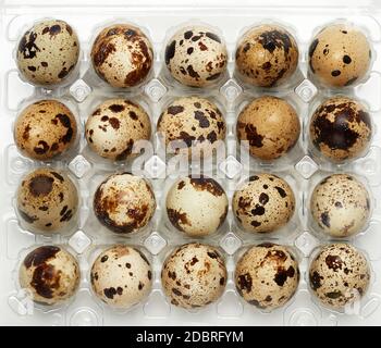 raw whole quail eggs in a plastic tray, top view, close up Stock Photo