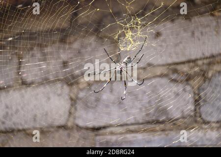 Close up of Nephila pilipes or golden orb-web spider. Giant Banana Spider on her network. Macro closeup Spider, on gray brick wall background. Large c Stock Photo
