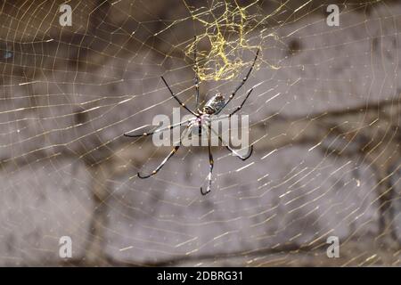 Close up of Nephila pilipes or golden orb-web spider. Giant Banana Spider on her network. Macro closeup Spider, on gray brick wall background. Large c Stock Photo
