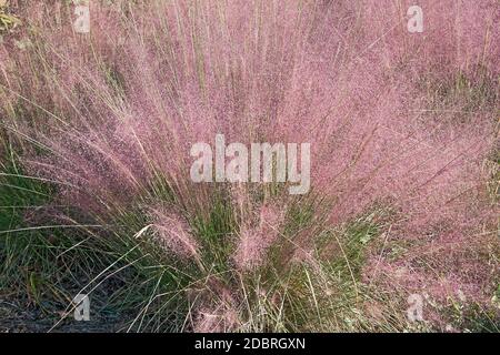 Hairawn muhly (Muhlenbergia capillaris). Called Gulf muhly also Stock Photo