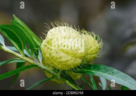 Balloonplant (Gomphocarpus physocarpus). Called Goose plant, Giant swan milkweed, Hairy balls, Family jewels, Oskar, Cotton-bush, Balloon cotton-bush,
