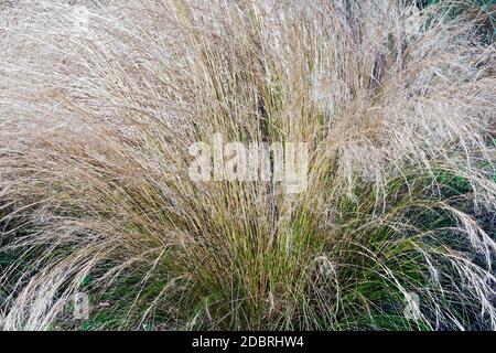 Mexican feathergrass (Nassella tenuissima). Called Finestem needlegrass, Fineleaved nassella  and Argentine needle-grass also Stock Photo