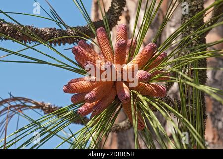 Longleaf pine (Pinus palustris). Known also as Southern Yellow Pine, Florida pine and Georgia pine. Included in International Union for Conservation o Stock Photo