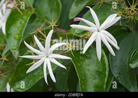 Angelwing jasmine (Jasminum nitidum). Called Shining jasmine, Confederate jasmine and Star jasmine also Stock Photo