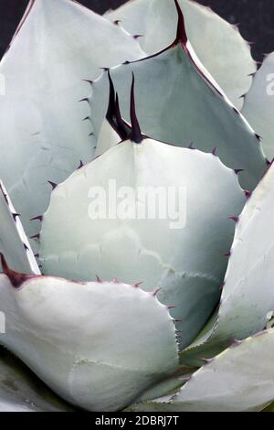 Artichoke agave (Agave parryi var. truncata). Called Mescal agave also Stock Photo