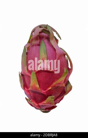 Dragon fruit. Fruit of White-fleshed pitahaya cactus (Hylocereus undatus). Image of fruit isolated on white background Stock Photo