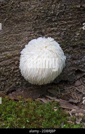 Lion's mane mushroom (Hericium erinaceus). Called Bearded tooth mushroom, Satyr's beard, Bearded hedgehog mushroom, pom pom mushroom and Bearded tooth Stock Photo