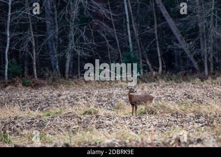 White-tailed deer buck (Odocoileus virginianus) during the rut in Wisconsin, horizontal Stock Photo