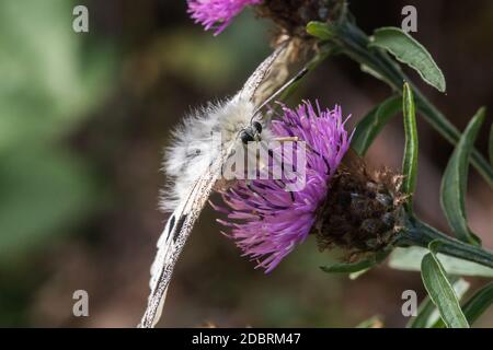 A red Apollo is sitting on a flower Stock Photo