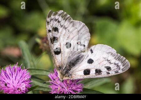 A red Apollo is sitting on a flower Stock Photo