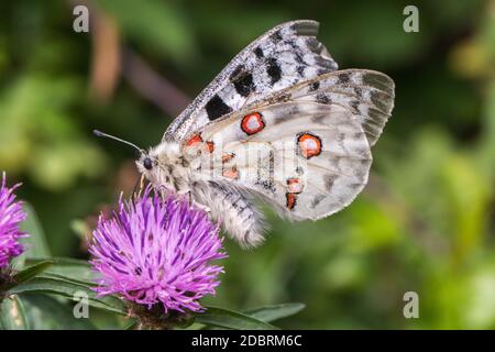 A red Apollo is sitting on a flower Stock Photo