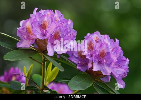 Catawba rosebay (Rhododendron catawbiense). Called Mountain rosebay, Purple ivy, Purple laurel, Purple rhododendron, Red laurel, Rosebay and Rosebay l Stock Photo