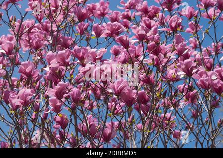 Galaxy hybrid magnolia (Magnolia Galaxy). Hybrid between Magnolia liliflora Nigra and Magnolia sprengeri Diva) Stock Photo
