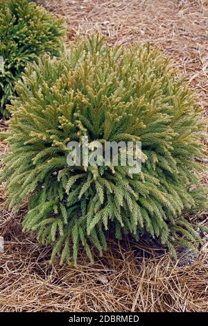 Dwarf Japanese cedar (Cryptomeria japonica 'Globosa Nana') Stock Photo