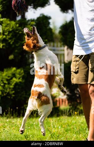 Brittany Spaniel puppy playing outside tug of war. Jumping high to get a rope. Vertical photo Stock Photo