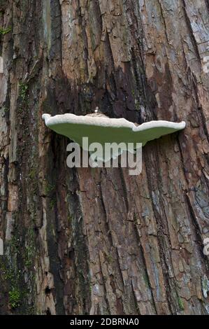 Artist's conk fungus (Ganoderma applanatum). Called Artist's bracket also Stock Photo