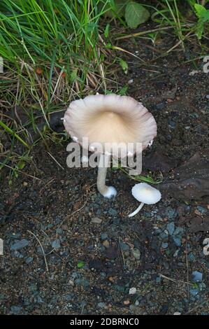 Pale brittlestem mushroom (Psathyrella candolleana) Stock Photo