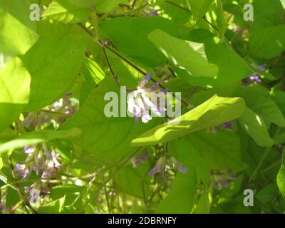 Potato bean with flowers, Apios americana Stock Photo