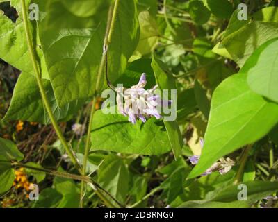 Potato bean with flowers, Apios americana Stock Photo