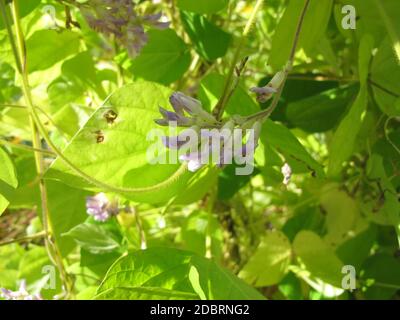 Potato bean with flowers, Apios americana Stock Photo