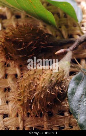 Beech seeds on the branch Stock Photo