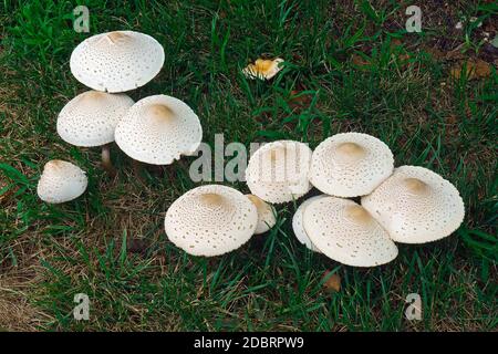 False parasol mushroom (Chlorophyllum molybdites). Called Green-spored lepiota and Vomiter also. Stock Photo