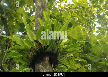 Asplenium Nidus Epiphyte tropical fern on tree trunk, Bali, Indonesia. Fern Bird's Nest is a family of ferns that live in Native to tropical Southeast Stock Photo