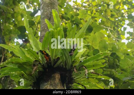 Asplenium Nidus Epiphyte tropical fern on tree trunk, Bali, Indonesia. Fern Bird's Nest is a family of ferns that live in Native to tropical Southeast Stock Photo