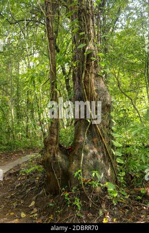 Big tree in Asian tropical rainforest. Green tree ferns in tropical jungle. Long creepers cling to a tree trunk. Liana wraps around a tree. Green dens Stock Photo