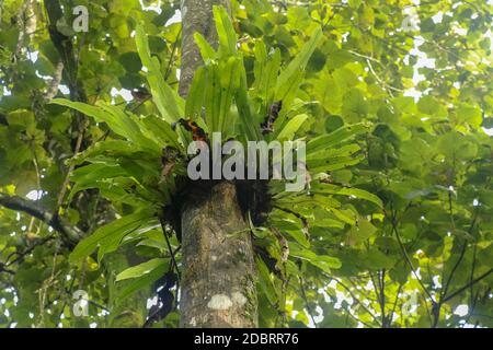 Asplenium Nidus Epiphyte tropical fern on tree trunk, Bali, Indonesia. Fern Bird's Nest is a family of ferns that live in Native to tropical Southeast Stock Photo