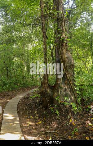 Big tree in Asian tropical rainforest. Green tree ferns in tropical jungle. Long creepers cling to a tree trunk. Liana wraps around a tree. Green dens Stock Photo