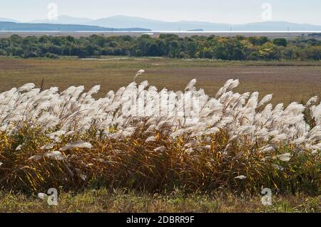 Amur silver grass (Miscanthus sacchariflorus). Called Japanese silver grass also Stock Photo