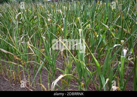 A cornfield. The plants are rolling their leaves up due to a long period without rain. Stock Photo