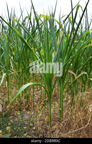 A cornfield. The plants are rolling their leaves up due to a long period without rain. Stock Photo