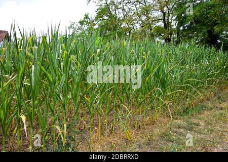 A cornfield. The plants are rolling their leaves up due to a long period without rain. Stock Photo