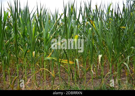 A cornfield. The plants are rolling their leaves up due to a long period without rain. Stock Photo