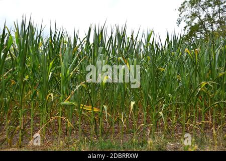 A cornfield. The plants are rolling their leaves up due to a long period without rain. Stock Photo