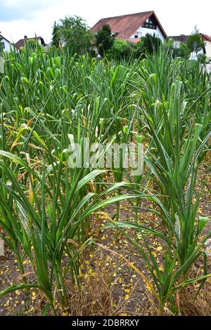 A cornfield. The plants are rolling their leaves up due to a long period without rain. Stock Photo