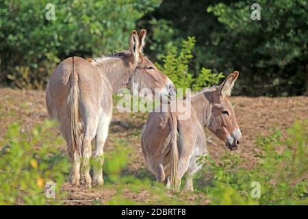 Donkey as landscape keeper in the Hirschacker nature reserve near Schwetzingen Stock Photo
